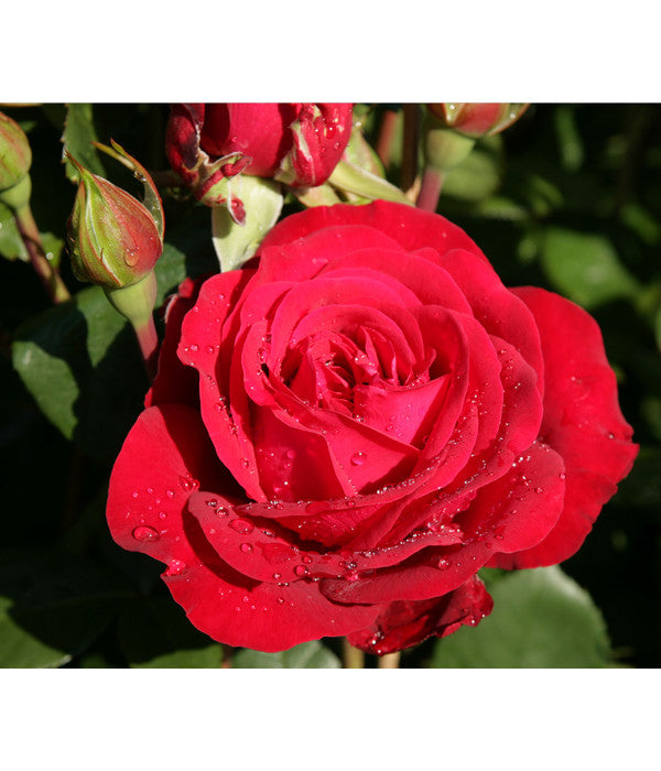  Edelrose 'Störtebeker®'