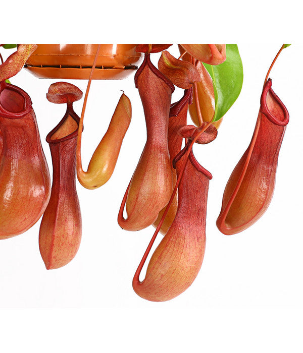  Kannenpflanze - Nepenthes Alata, Ampel