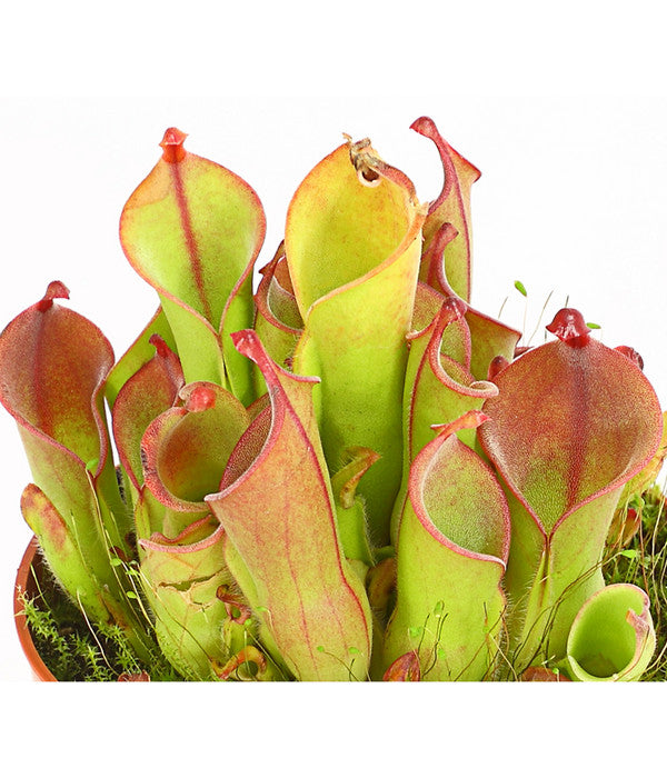  Sumpfkrug - Heliamphora