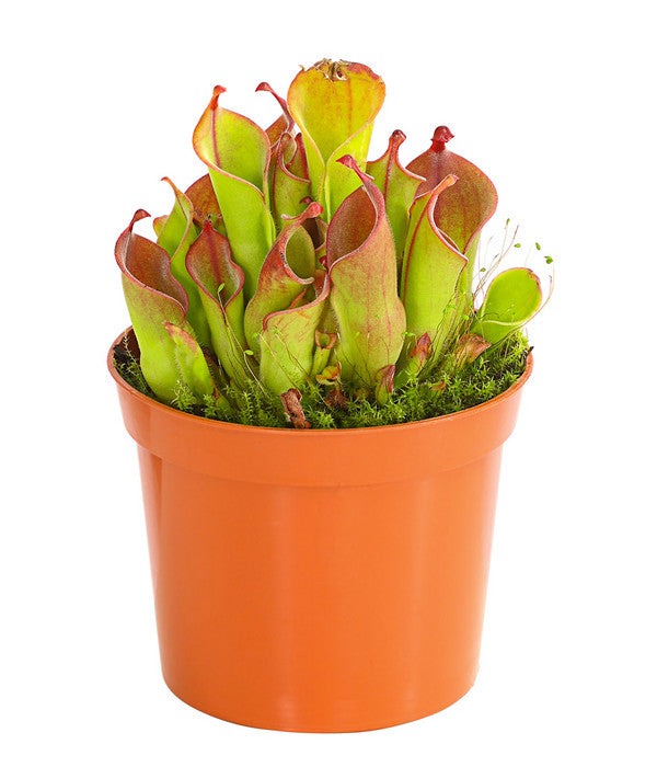  Sumpfkrug - Heliamphora