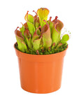  Sumpfkrug - Heliamphora