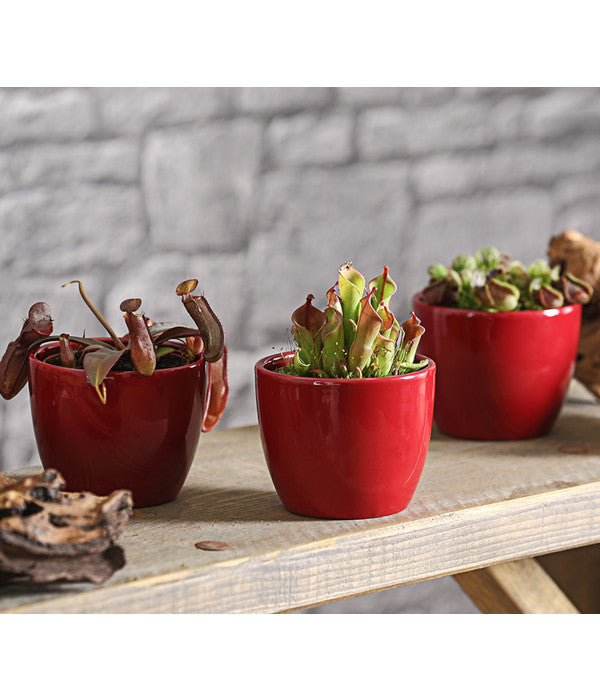  Sumpfkrug - Heliamphora