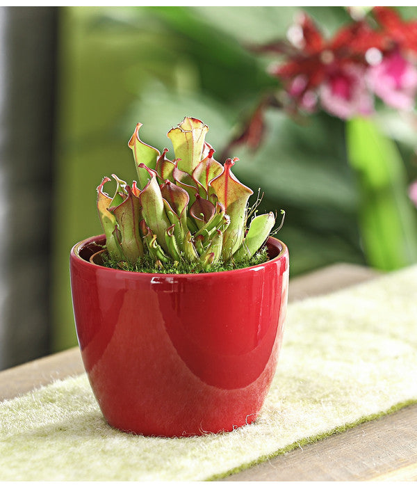  Sumpfkrug - Heliamphora