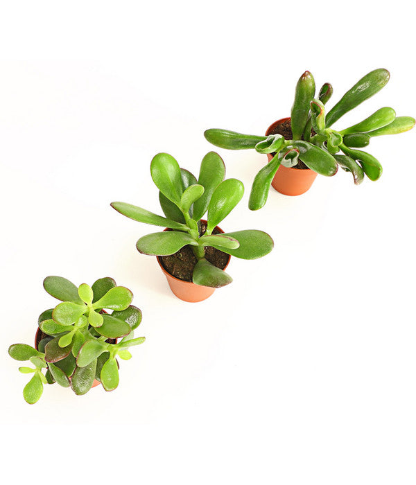  Geldbaum-Set - Crassula, Verschiedene Sorten, 3-teilig