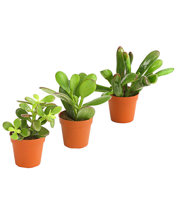 Geldbaum-Set - Crassula, Verschiedene Sorten, 3-teilig