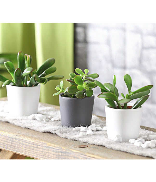  Geldbaum-Set - Crassula, Verschiedene Sorten, 3-teilig