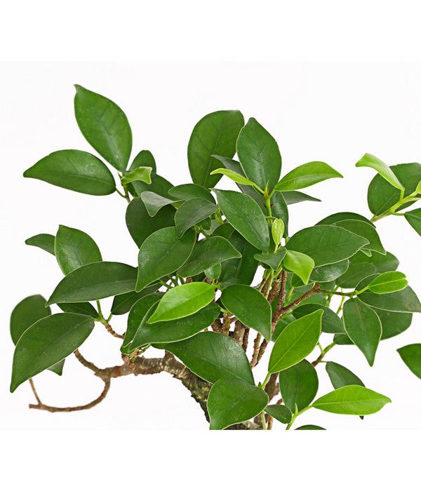 Bonsai Chinesischer Feigenbaum - Ficus Retusa, 6 Jahre