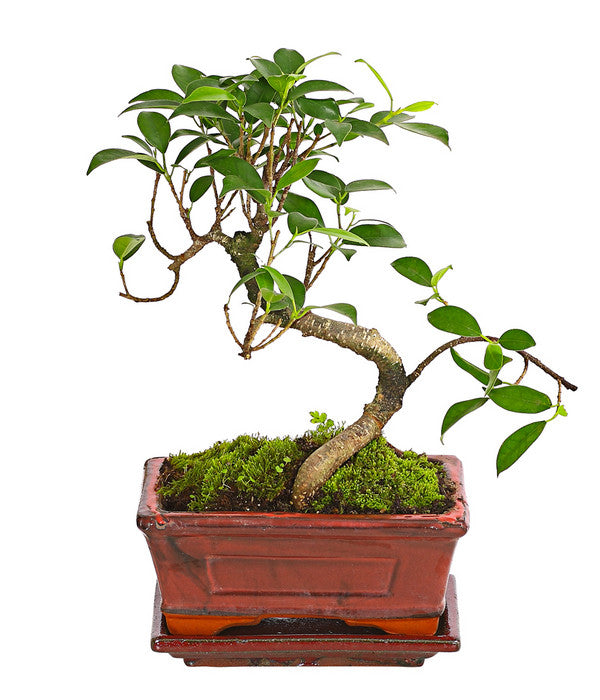  Bonsai Chinesischer Feigenbaum - Ficus Retusa, 6 Jahre