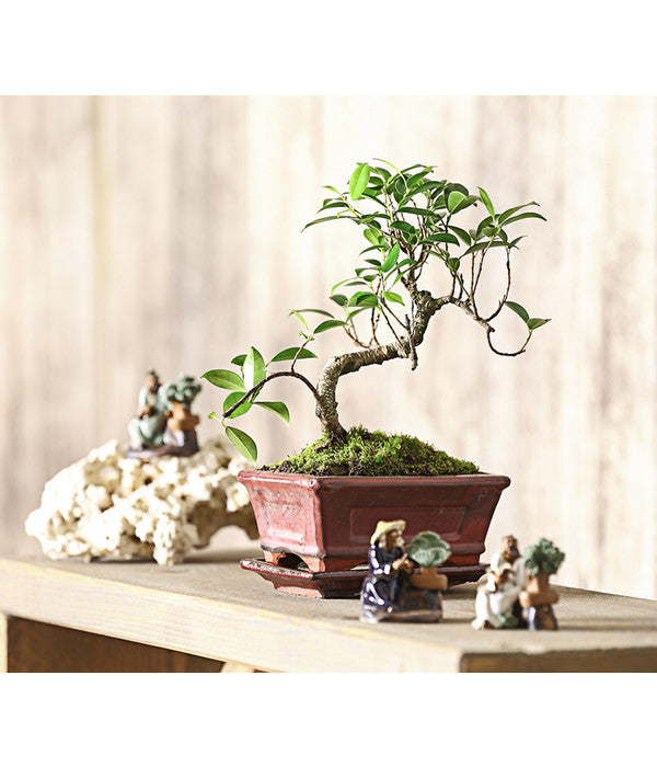  Bonsai Chinesischer Feigenbaum - Ficus Retusa, 6 Jahre