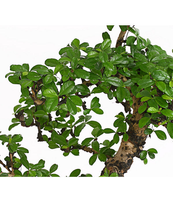  Bonsai Fukientee - Carmona Microphylla, 12-15 Jahre