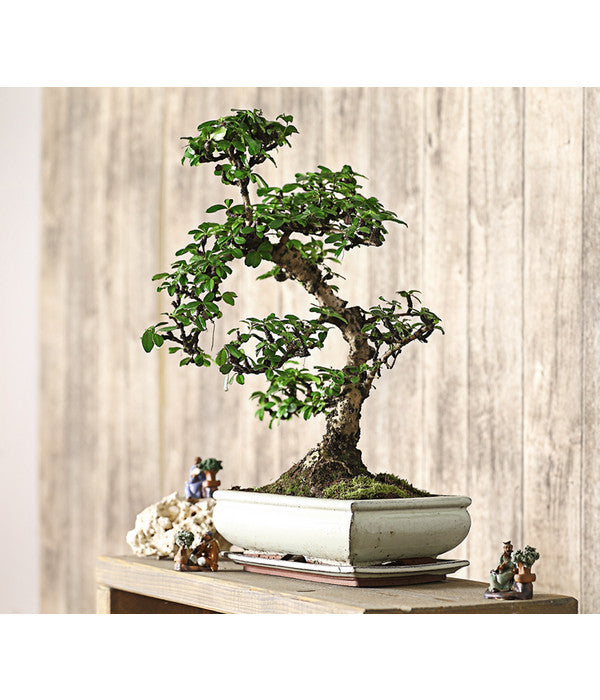  Bonsai Fukientee - Carmona Microphylla, 12-15 Jahre
