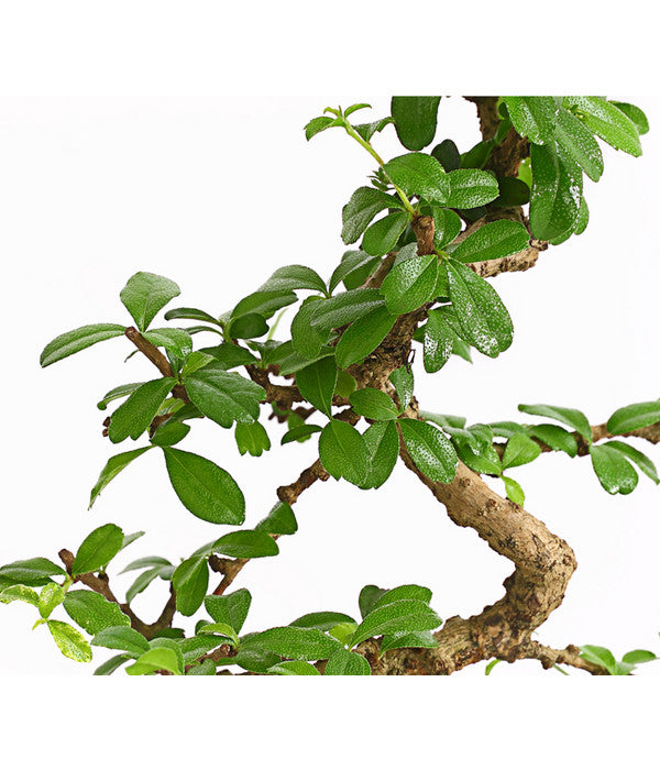  Bonsai Fukientee - Carmona Microphylla, Anfänger-Set