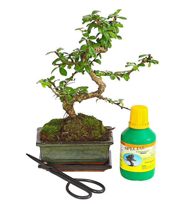  Bonsai Fukientee - Carmona Microphylla, Anfänger-Set