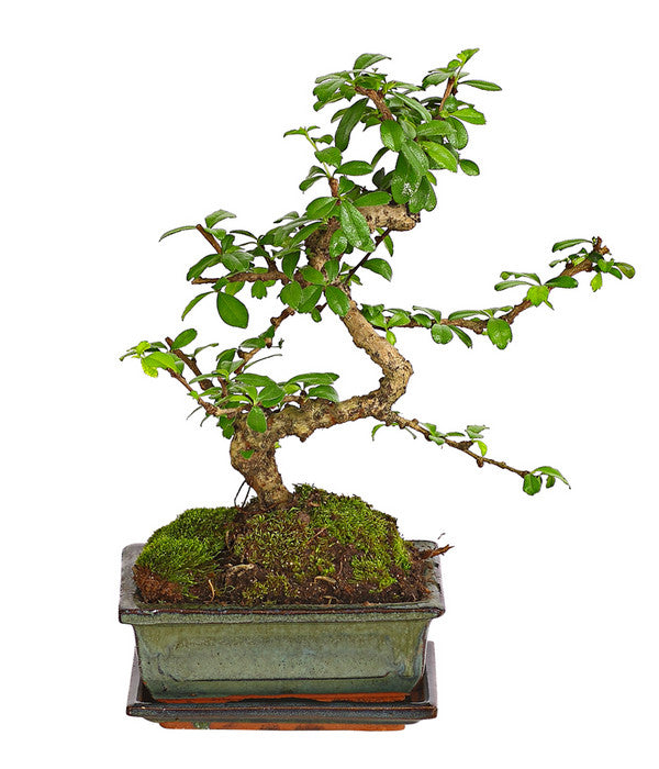  Bonsai Fukientee - Carmona Microphylla, Anfänger-Set