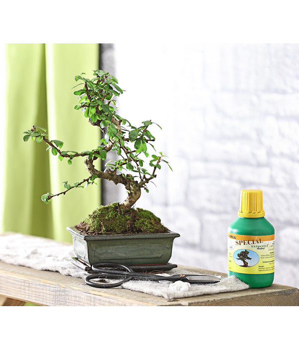  Bonsai Fukientee - Carmona Microphylla, Anfänger-Set