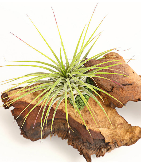  Tillandsien-Arrangement Auf Mopani-Wurzel - Tillandsia Hybride, 2-teilig