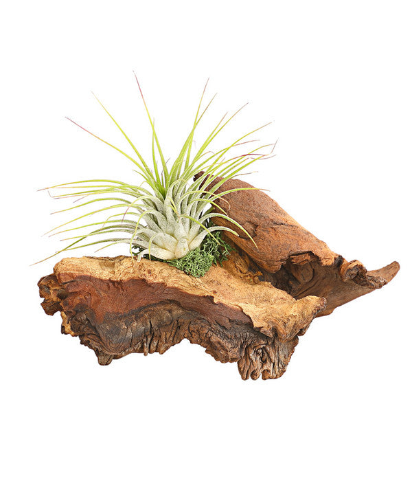  Tillandsien-Arrangement Auf Mopani-Wurzel - Tillandsia Hybride, 2-teilig