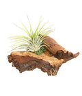  Tillandsien-Arrangement Auf Mopani-Wurzel - Tillandsia Hybride, 2-teilig