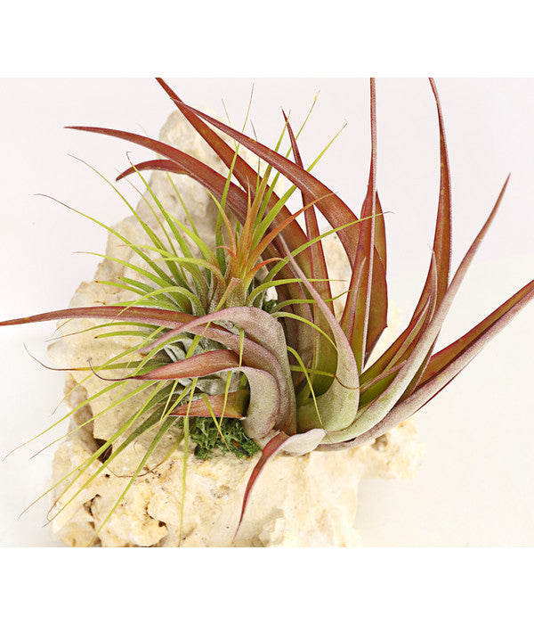  Tillandsien-Arrangement Auf Sansibar Rock - Tillandsia Hybride, 2-teilig