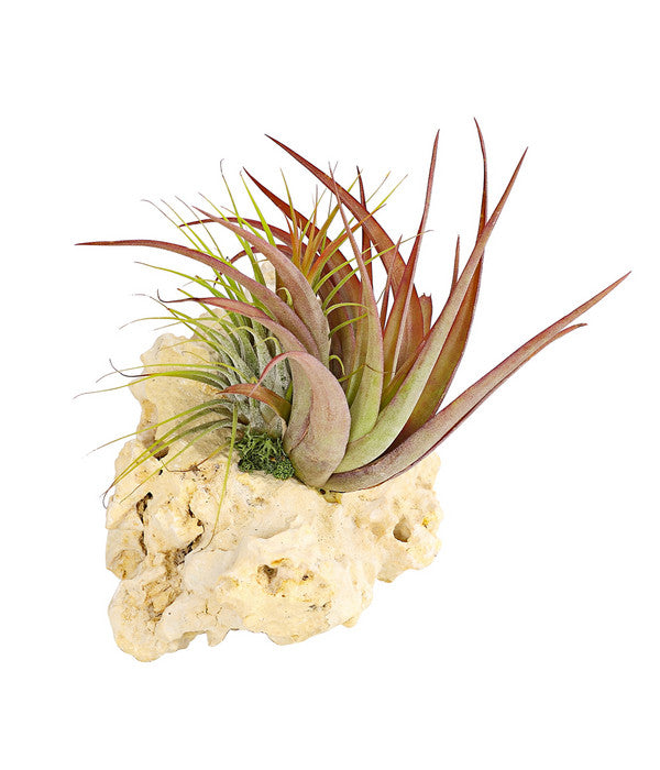  Tillandsien-Arrangement Auf Sansibar Rock - Tillandsia Hybride, 2-teilig