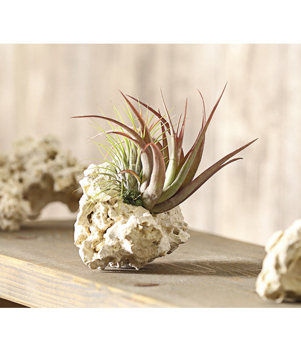  Tillandsien-Arrangement Auf Sansibar Rock - Tillandsia Hybride, 2-teilig