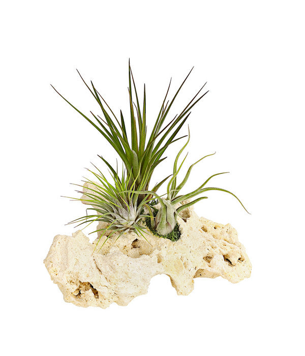  Tillandsien-Arrangement Auf Sansibar Rock - Tillandsia Hybride, 3-teilig