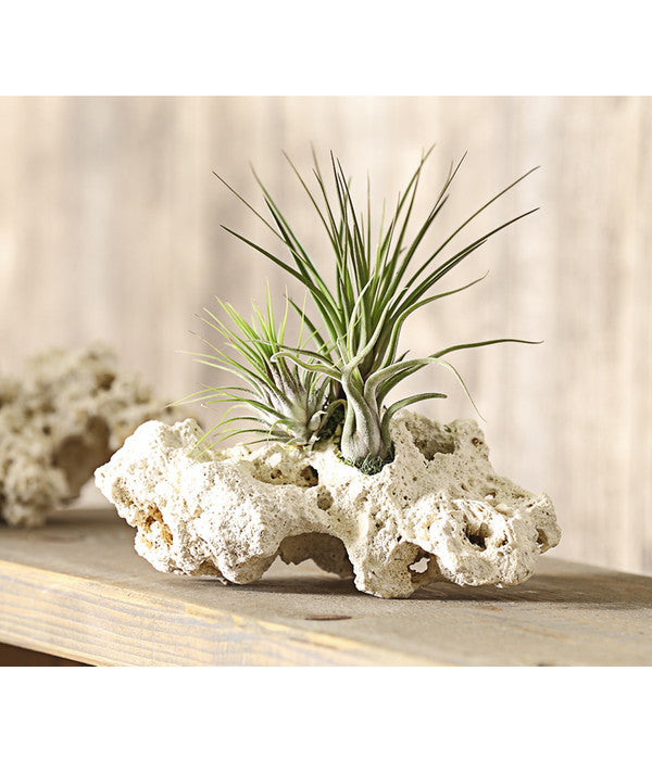  Tillandsien-Arrangement Auf Sansibar Rock - Tillandsia Hybride, 3-teilig