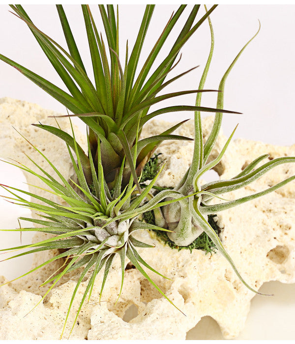  Tillandsien-Arrangement Auf Sansibar Rock - Tillandsia Hybride, 3-teilig