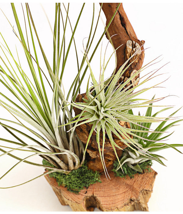  Tillandsien-Arrangement Auf Wurzelbaum - Tillandsia Hybride, 3-teilig