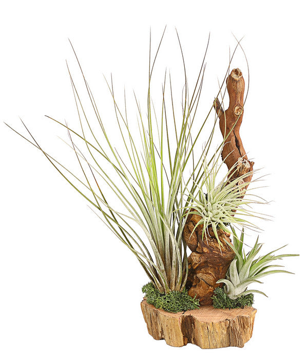  Tillandsien-Arrangement Auf Wurzelbaum - Tillandsia Hybride, 3-teilig