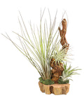  Tillandsien-Arrangement Auf Wurzelbaum - Tillandsia Hybride, 3-teilig