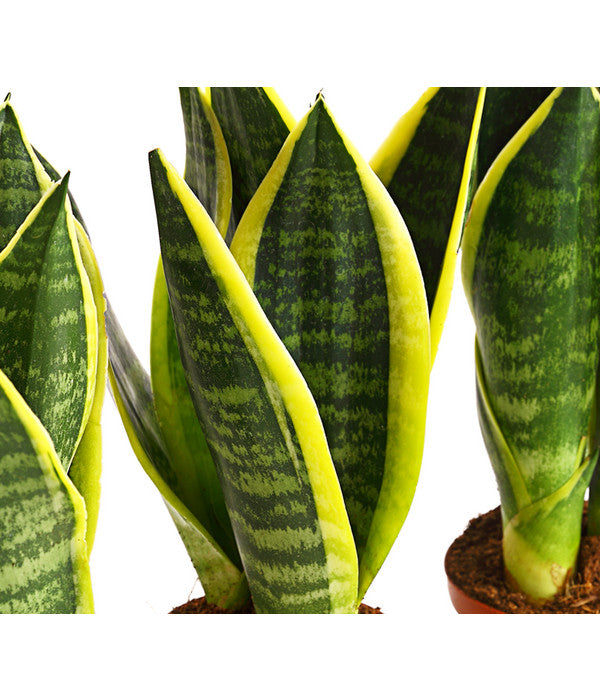  Bogenhanf - Sansevieria Trifasciata, 3er-Set