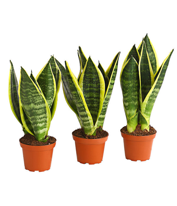  Bogenhanf - Sansevieria Trifasciata, 3er-Set