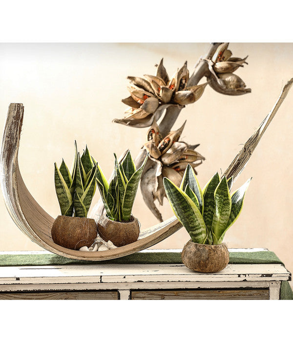  Bogenhanf - Sansevieria Trifasciata, 3er-Set