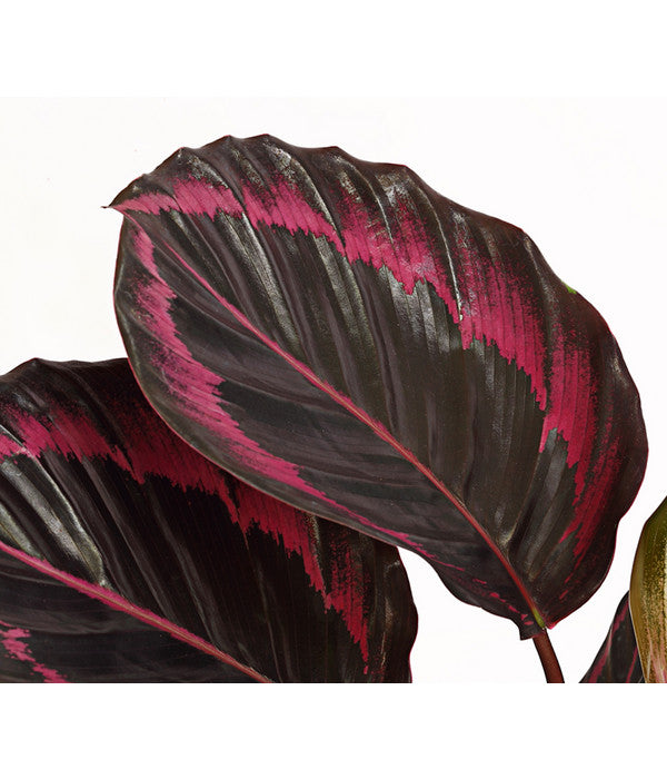  Korbmarante - Calathea 'Dottie'