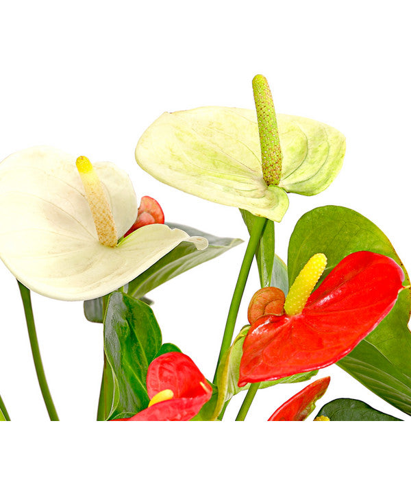  Flamingoblumen-Duo - Anthurium Andreanum
