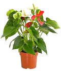  Flamingoblumen-Duo - Anthurium Andreanum