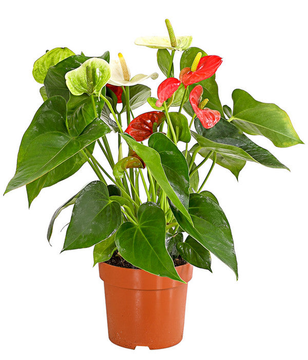  Flamingoblumen-Duo - Anthurium Andreanum