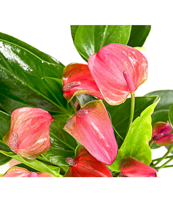  Flamingoblume - Anthurium Andreanum 'Lila Forino'