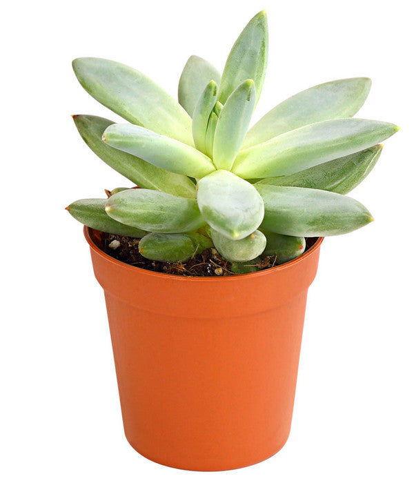  Echeverien-Set - Echeveria, Verschiedene Sorten