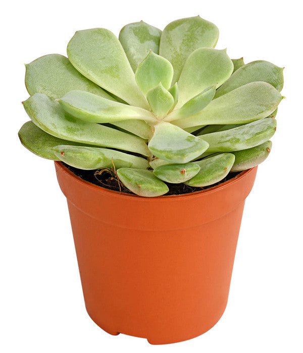  Echeverien-Set - Echeveria, Verschiedene Sorten