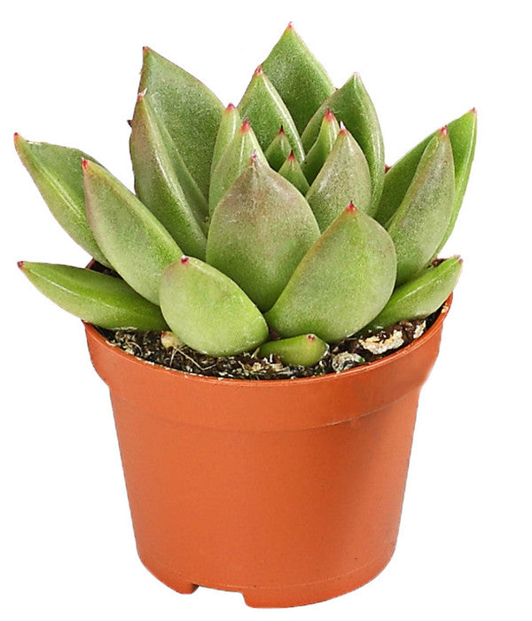  Echeverien-Set - Echeveria, Verschiedene Sorten