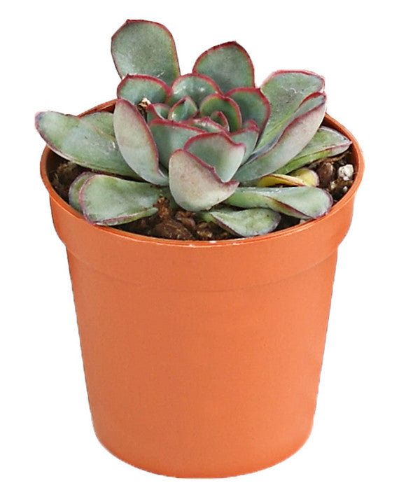  Echeverien-Set - Echeveria, Verschiedene Sorten