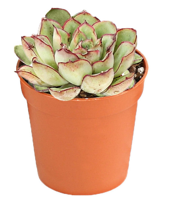  Echeverien-Set - Echeveria, Verschiedene Sorten