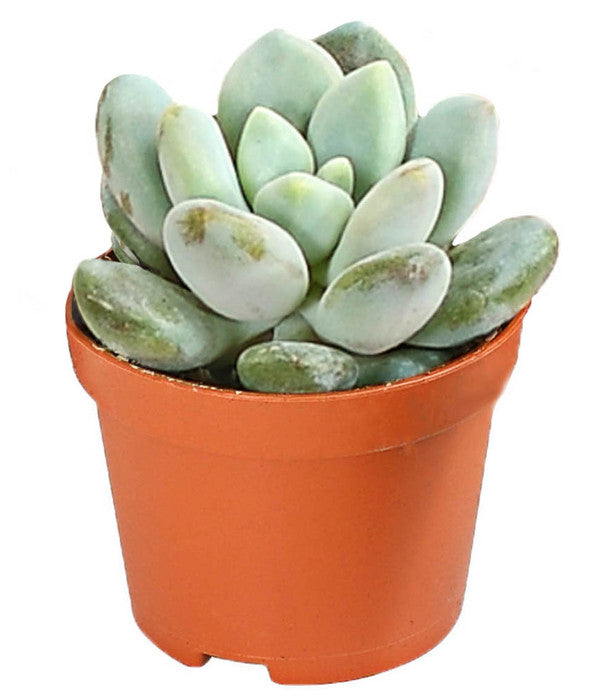  Echeverien-Set - Echeveria, Verschiedene Sorten