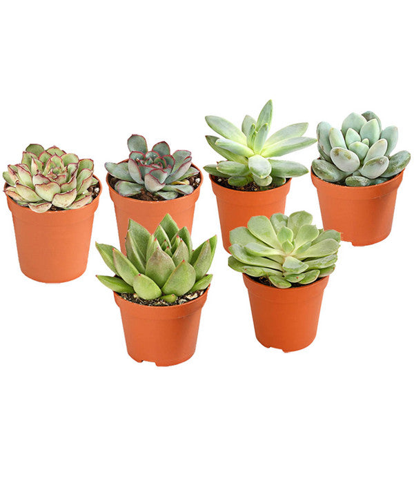  Echeverien-Set - Echeveria, Verschiedene Sorten