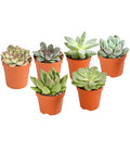  Echeverien-Set - Echeveria, Verschiedene Sorten