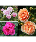  Rosen-Set Dufterlebnis, Pink/lavendel/apricot, 3-teilig