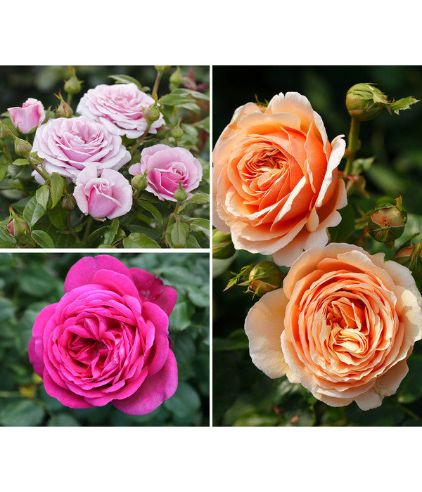  Rosen-Set Dufterlebnis, Pink/lavendel/apricot, 3-teilig