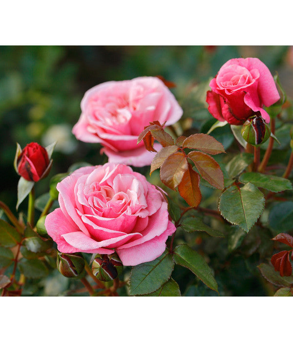  Nostalgie®-Edelrose 'Wildberry®'